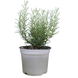 2种迷迭香可选直立阔叶匍匐香草盆栽提神驱蚊西餐牛排庭院阳台