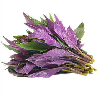 四川紫背菜苗带根紫背天葵四季种子白血皮菜蔬菜观音菜苗庭院小院