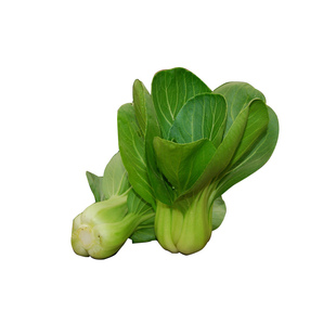 苏州青蔬菜种孑矮脚黑叶大青菜种籽耐寒四季春季上海青菜种子农家