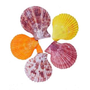 天然彩贝扇贝壳手工幼儿园学校diy装饰摆件摄影家居水族鱼缸造景