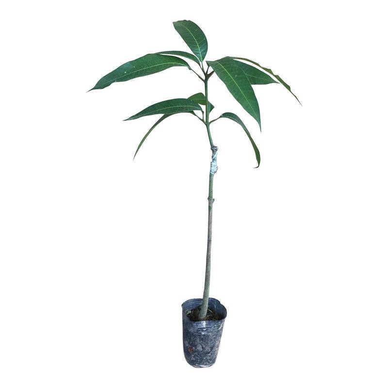 红贵妃芒果苗树苗包邮广西特大红贵妃芒嫁接南方种当年结果带土