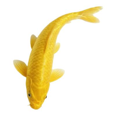 黄金锦鲤活鱼吉祥鱼金鱼淡水鱼好养耐活冷水鱼黄金龙凤锦鲤观赏鱼