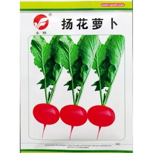 扬花萝卜种子樱桃罗卜种籽小红圆洋花杨花春天秋季10克/袋500粒