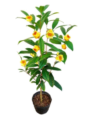 名贵树苗庭院盆景木本金花茶