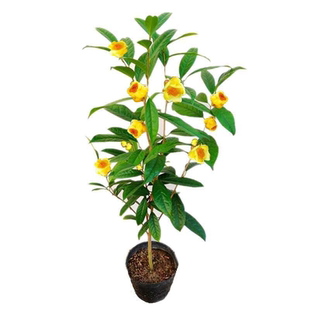 名贵广西防城港原生金花茶黄金茶树山茶花树苗庭院带花苞木本花卉