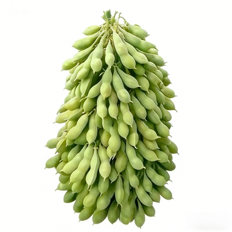 超大粒毛豆种子早熟高产抗虫蔬菜