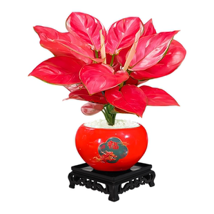 精品吉利红盆栽水培植物花卉如意皇后万年红中国红苗带盆室内绿植