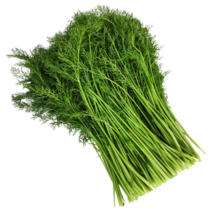 割茬小茴香种子苗回香盆栽种籽南方四季蔬菜孑菜种大全菜籽春菜苗