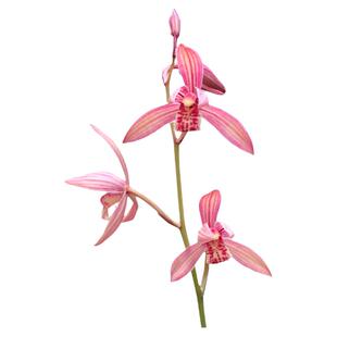 艾莹兰花 满堂红 建兰四季兰花苗夏带花苞出售红色花好养花卉盆栽