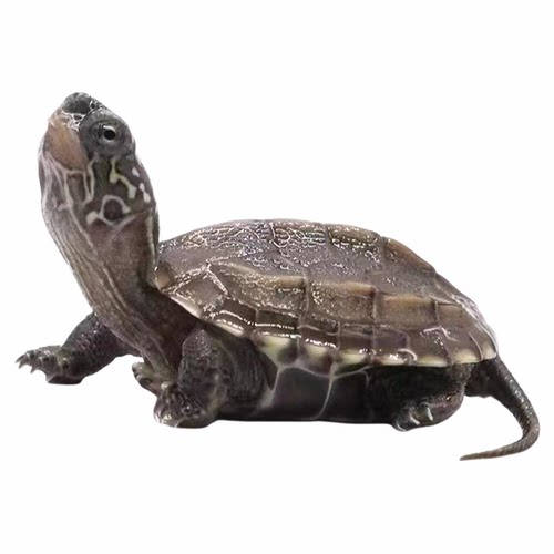 认主苏北金线中华草龟苗淡水迷你小乌龟活物适合家养的易存活宠物