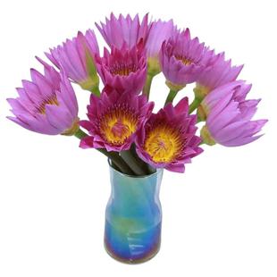 广州睡莲鲜花荷花百合剑兰花雏菊向日葵花束水养云南直发同城速递