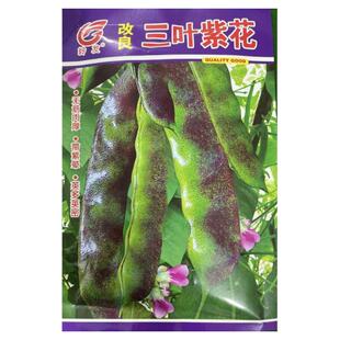 【岭发早熟改良三叶紫花豆角油豆种子】早熟烂架开锅烂