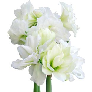 阿弗雷朱顶红单重瓣种球南非球根花卉盆栽地栽全国四季可种好养