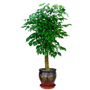 绿宝幸福树盆栽大型室内观叶植物客厅办公室绿植盆景上海送货上门