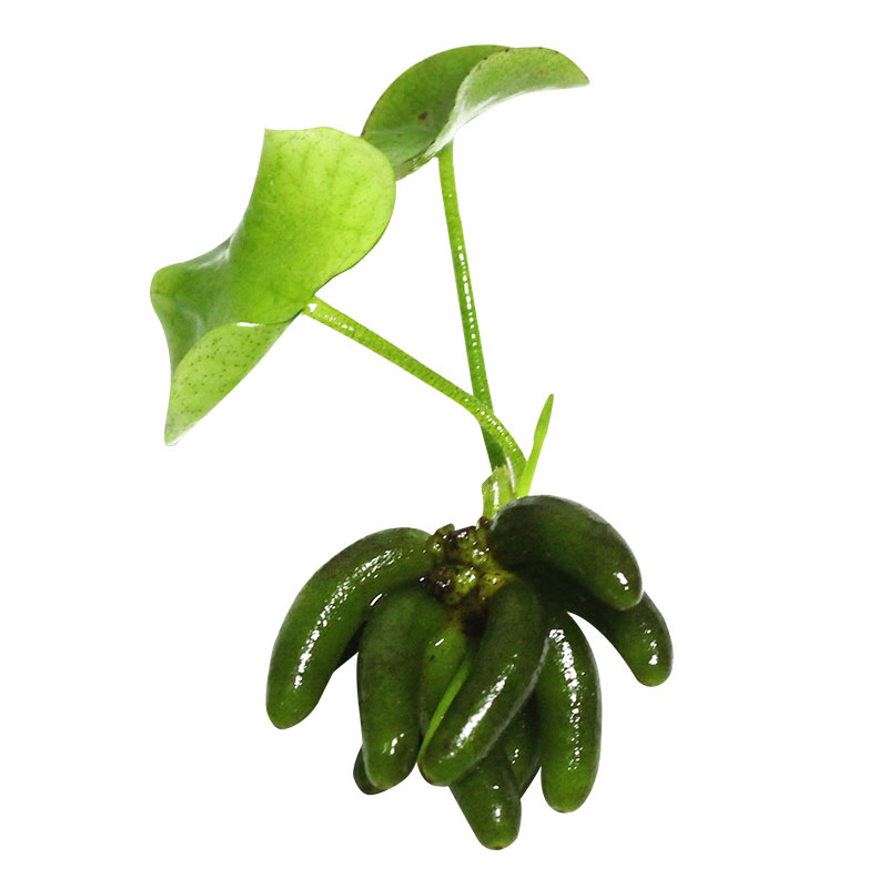 香蕉草水草植物鱼缸水草造景鱼草缸绿植新手懒人养鱼无需种植淡水