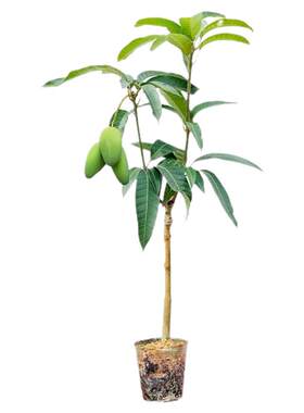 芒果树苗金煌台农桂七四季红贵妃凯特澳芒嫁接树苗地栽盆栽带土