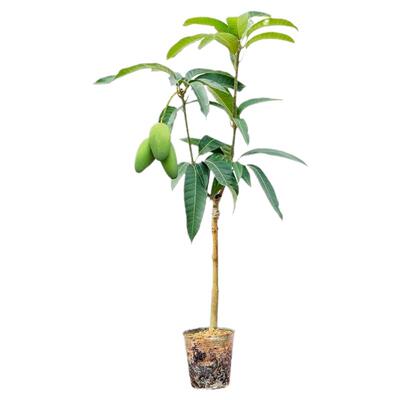 芒果树苗金煌台农桂七四季红贵妃凯特澳芒嫁接树苗地栽盆栽带土