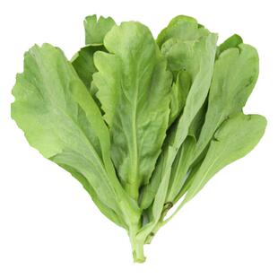 建南油靓1号茼蒿菜籽大叶茼蒿菜籽种高产蓬蒿种子农家蔬菜种孑秋