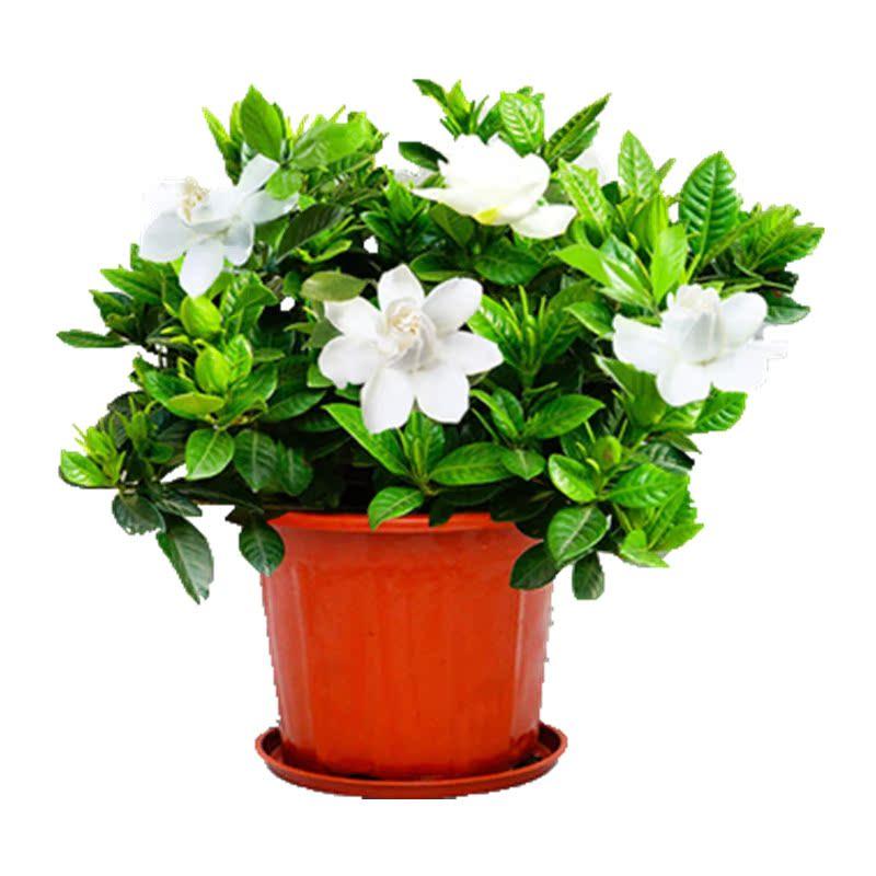 栀子花盆栽四季开花卉大全树苗室内绿植好养易活适合的懒人茉莉花