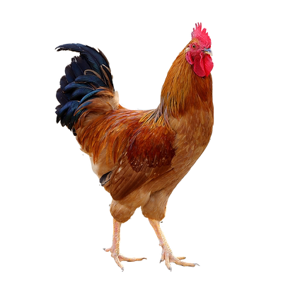 大公鸡新鲜现杀【顺丰次日达】