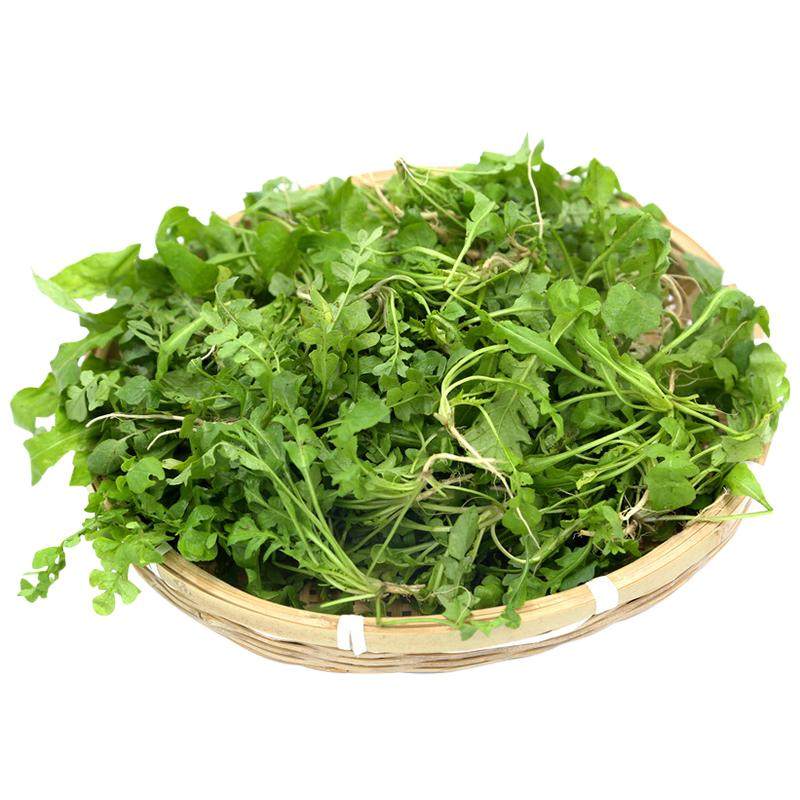 现挖新鲜野生荠菜福月安