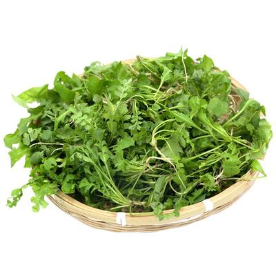 现挖新鲜野生荠菜福月安