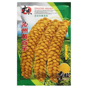 山西沁州黄小米谷子种子 优质抗旱新谷种黄小米粮食种籽 春夏季播