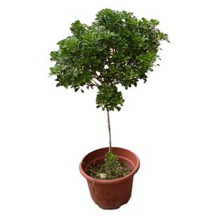 树形独杆米兰九里香盆栽花四季开花不断室内香花植物净化空气老桩