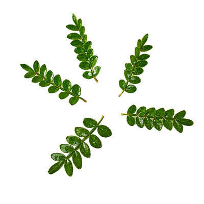 新鲜采摘清香木叶子摆盘点缀盆栽