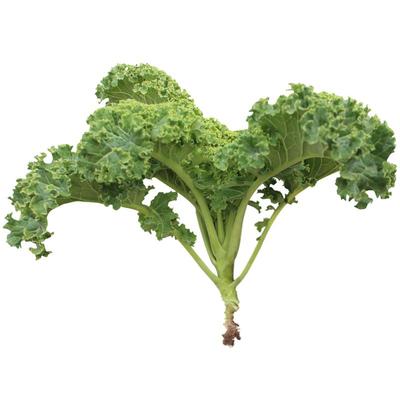 食用羽衣甘蓝种子盆栽蔬菜四季