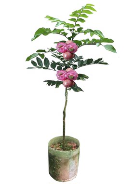 紫色黄皮果树果苗嫁接贵妃无核鸡心冰糖黑金新品种种植果树大全