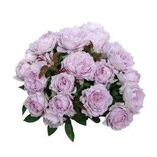 天狼月季自育1.2L幻紫空蒙盆栽阳台庭院植物抗病直立花卉绿植盆栽