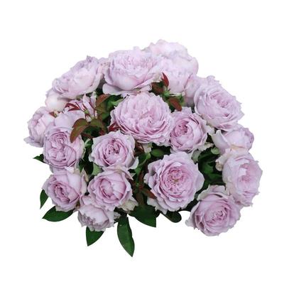 天狼自育中苗月季终身包队版