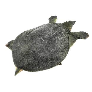 汉寿甲鱼鲜活汉寿王八外塘生态自然生长中华鳖大甲鱼水鱼滋补海鲜