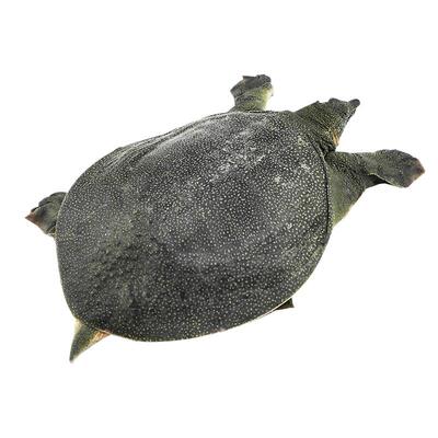 鲜活汉寿县甲鱼外塘自然生长