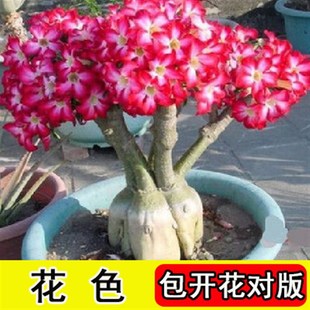 品沙漠玫瑰花苗盆栽绿植重瓣四季 花卉植物老桩室内阳台盆景开带促