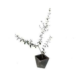 【油橄榄】棒棒糖庭院乔木室内绿植冷色系地中海风情花园鳗盆栽苗