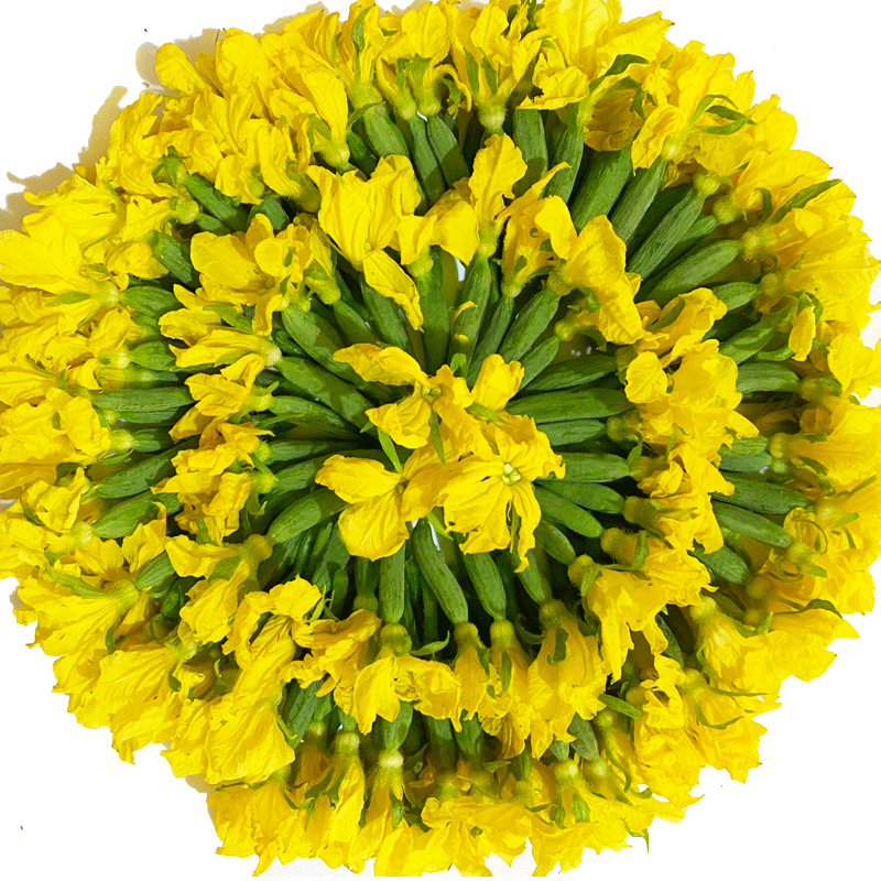 新鲜小黄瓜花3斤当季鲜嫩迷你青瓜苗顶花西餐厅特产蔬菜整箱包邮