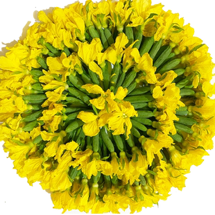 新鲜小黄瓜花3斤当季鲜嫩迷你青瓜苗顶花西餐厅特产蔬菜整箱包邮
