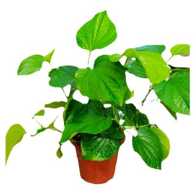绿植盆栽观赏蛤蒌窗台粽子叶食用