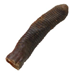 包邮 地龙100 500克 蚯蚓干 广地龙大地龙粉无土非野生中药材抓