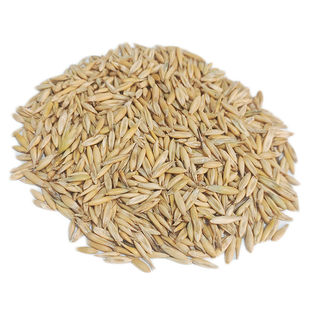 饲用燕麦草种子养殖牧草种子耐寒耐旱鱼饲料草籽绿肥养牛羊兔种籽