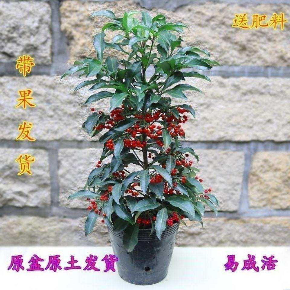 富金玉满堂盆栽家庭绿植客耐冻耐寒花卉合适g86145_o在家养的植厅