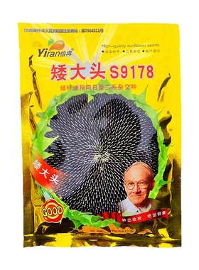 油葵种子优质高产抗病早熟出油高