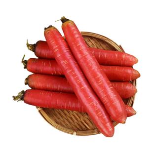 沙地水果红萝卜红皮红心新鲜脆甜沙窝生吃即食胡萝卜蔬菜带泥10