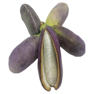 八月瓜苗果树苗无籽八月炸瓜果苗南方四季八月瓜树苗当年结果庭院