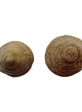 天然海洋生物塔形珊瑚虫化石原石