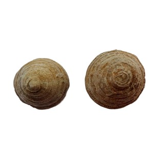 古生物奇石螺贝壳海百合三叶虫原石标本塔形珊瑚化石儿童科普2918