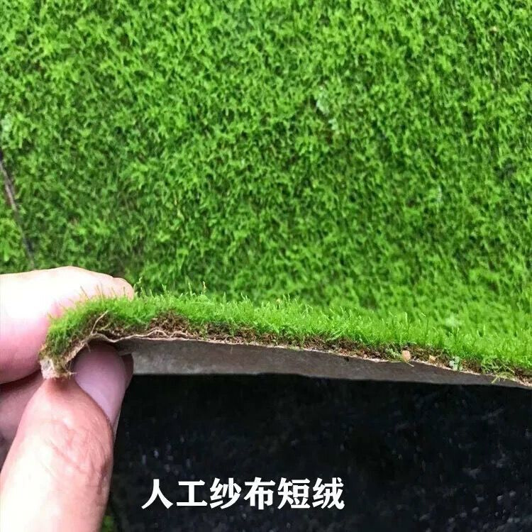 小灰苔藓短绒藓盆景室内绿微景观材料植物鲜活苔藓盆景铺面蒲草皮