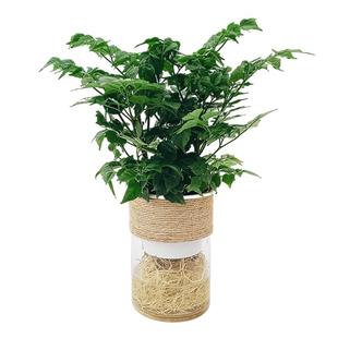 幸福树盆栽水培绿植物室内小盆景绿宝平安树办公室内净化空气水养